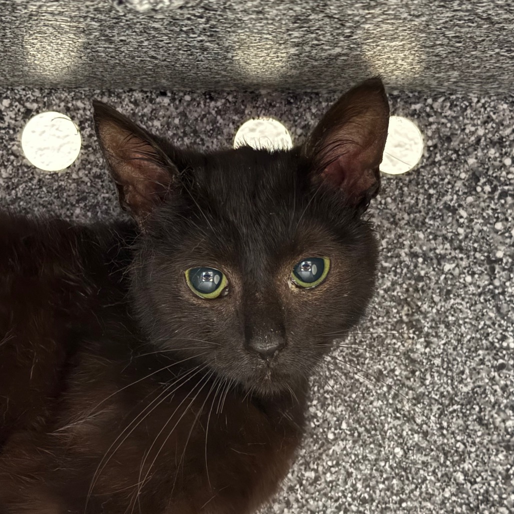 Shelter Stray Female Cat last seen , 328 Furman Hall Rd, Greenville, SC 29609, USA