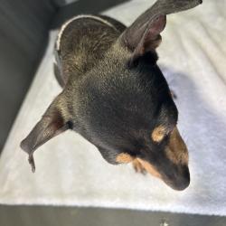 Shelter Stray Female Dog last seen , 4525 W Wendover Ave, Greensboro, NC 27409, USA