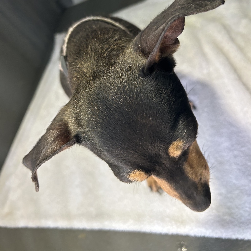 Shelter Stray Female Dog last seen , 4525 W Wendover Ave, Greensboro, NC 27409, USA