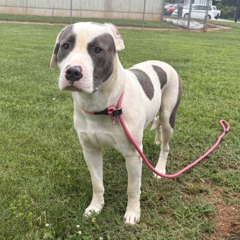 Shelter Stray Male Dog last seen , 328 Furman Hall Rd, Greenville, SC 29609, USA