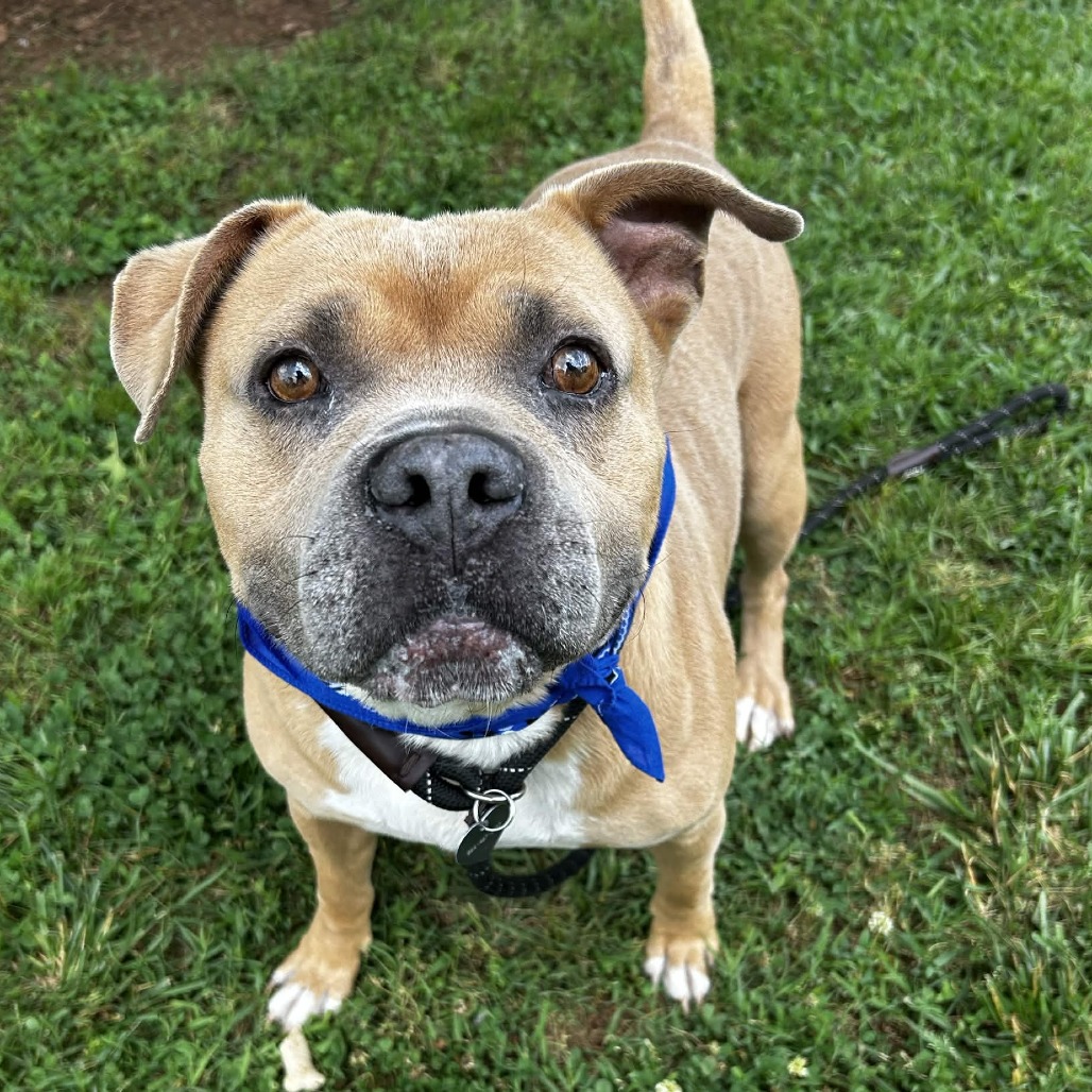 Shelter Stray Male Dog last seen , 328 Furman Hall Rd, Greenville, SC 29609, USA