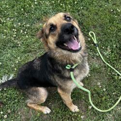 Shelter Stray Female Dog last seen , 328 Furman Hall Rd, Greenville, SC 29609, USA