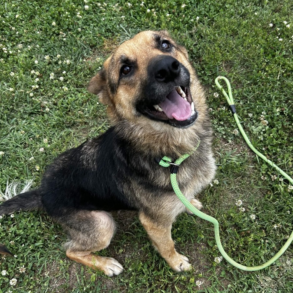 Shelter Stray Female Dog last seen , 328 Furman Hall Rd, Greenville, SC 29609, USA