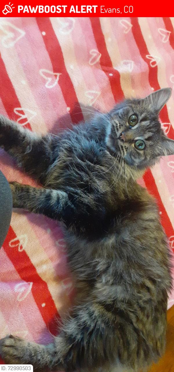 Lost Female Cat last seen Near 31st Evans co , Evans, CO 80620