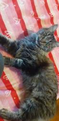 Lost Female Cat last seen Near 31st Evans co , Evans, CO 80620