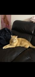 Reunited Male Cat last seen Near the renaissance , Montréal, QC H2J 3P6