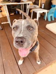 Found/Stray Male Dog last seen Village Elementary school, Sunrise, FL 33322