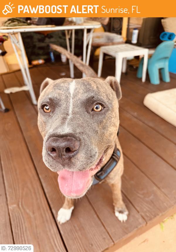 Found/Stray Male Dog last seen Village Elementary school, Sunrise, FL 33322