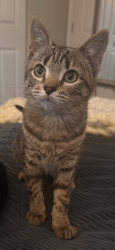 Lost Female Cat last seen Cardington Way and Colonade Rd. Top Field apmts, Cockeysville, MD 21030