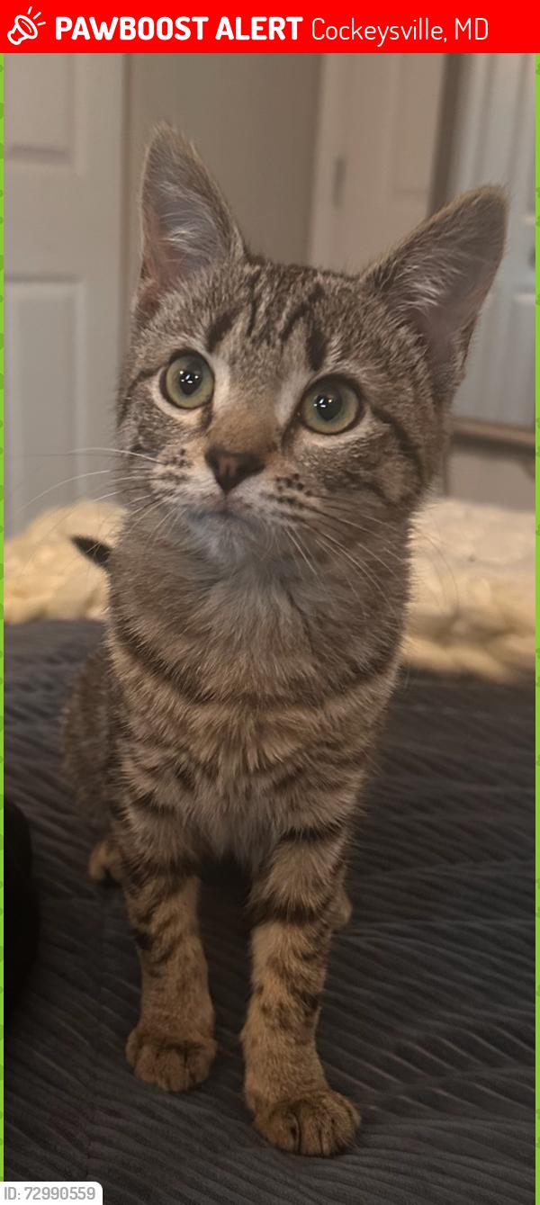 Lost Female Cat last seen Cardington Way and Colonade Rd. Top Field apmts, Cockeysville, MD 21030