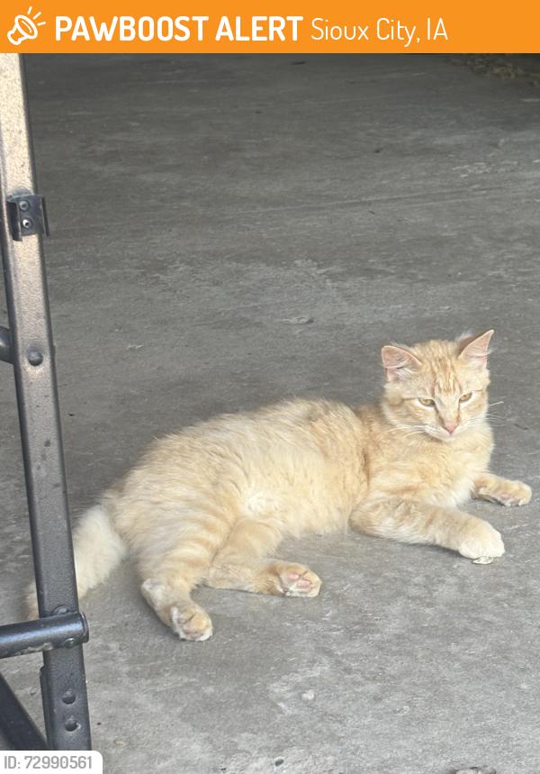 Found/Stray Male Cat last seen Near Buchanan Ave Sioux City Iowa, Sioux City, IA 51106