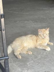 Found/Stray Male Cat last seen Near Buchanan Ave Sioux City Iowa, Sioux City, IA 51106