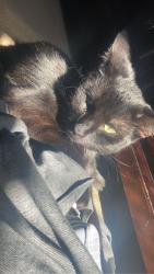 Lost Female Cat last seen Violet , Fort Mill, SC 29708
