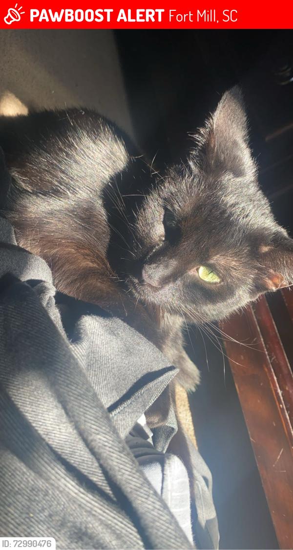 Lost Female Cat last seen Violet , Fort Mill, SC 29708