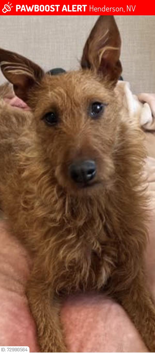Lost Female Dog last seen Boulder Hwy and US95, Henderson, NV 89002