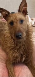Lost Female Dog last seen Boulder Hwy and US95, Henderson, NV 89002
