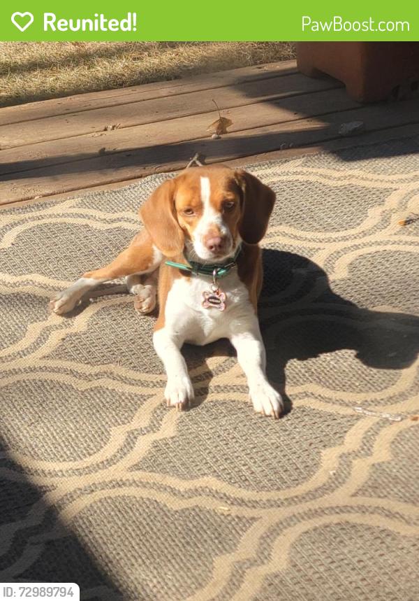 Reunited Female Dog last seen Biscayne and corporate drive , Lewisville, TX 75067