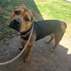Found/Stray Female Dog last seen Near E Spring St, Long Beach, CA 90815, Long Beach, CA 90815