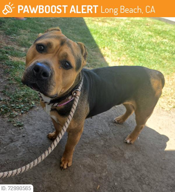 Found/Stray Female Dog last seen Near E Spring St, Long Beach, CA 90815, Long Beach, CA 90815