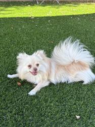 Reunited Female Dog last seen Cottonwood and Sanderson , San Jacinto, CA 92582
