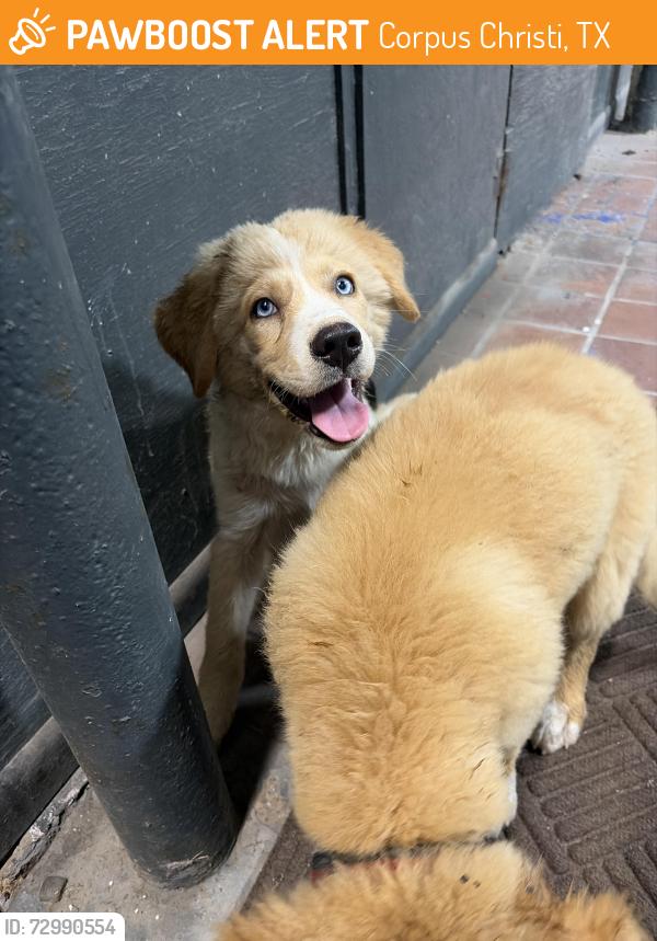 Found/Stray Unknown Dog last seen Blucher Park, Corpus Christi, TX 78401
