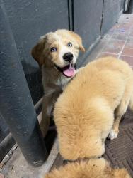 Found/Stray Unknown Dog last seen Blucher Park, Corpus Christi, TX 78401