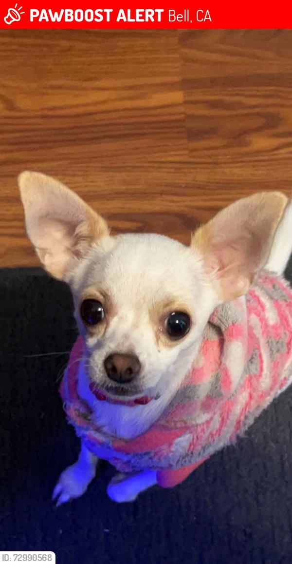 Lost Female Dog last seen King Ave and Atlantic , Bell, CA 90201