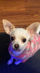 Lost Female Dog last seen King Ave and Atlantic , Bell, CA 90201