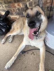 Found/Stray Male Dog last seen Rufe Snow & Stardust , Watauga, TX 76148