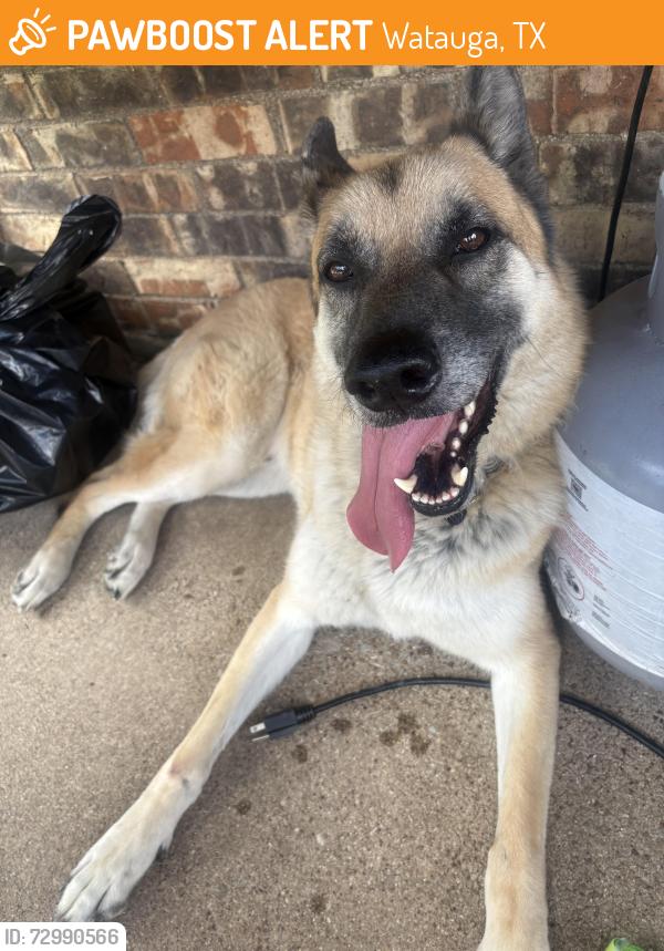 Found/Stray Male Dog last seen Rufe Snow & Stardust , Watauga, TX 76148