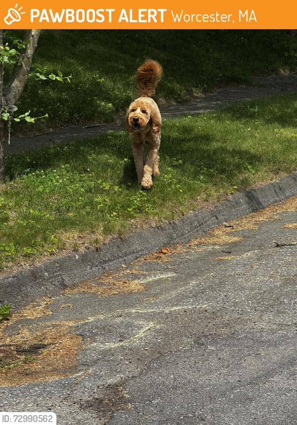 Found/Stray Unknown Dog last seen Barry Road Lynwood Ave, Worcester, MA 01609