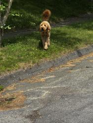 Found/Stray Unknown Dog last seen Barry Road Lynwood Ave, Worcester, MA 01609