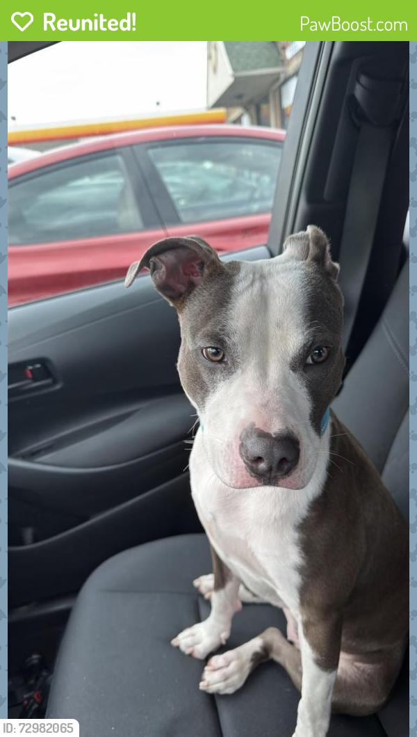 Reunited Female Dog last seen Hawthorne , Detroit, MI 48203