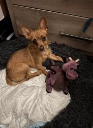 Lost Male Dog last seen Waveland ave and Addison ave, Rockford, IL 61102
