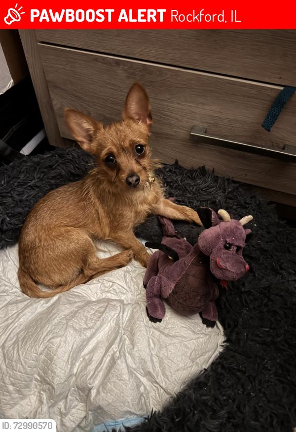 Lost Male Dog last seen Waveland ave and Addison ave, Rockford, IL 61102