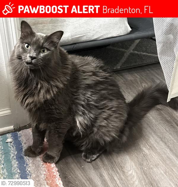 Lost Male Cat last seen Third Street Cir W Bradenton, FL 34207, Bradenton, FL 34207
