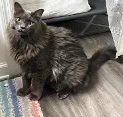 Lost Male Cat last seen Third Street Cir W Bradenton, FL 34207, Bradenton, FL 34207