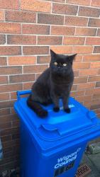 Lost Male Cat last seen Westerdale Close, Tyldesley, Tyldesley, England M29 8SA
