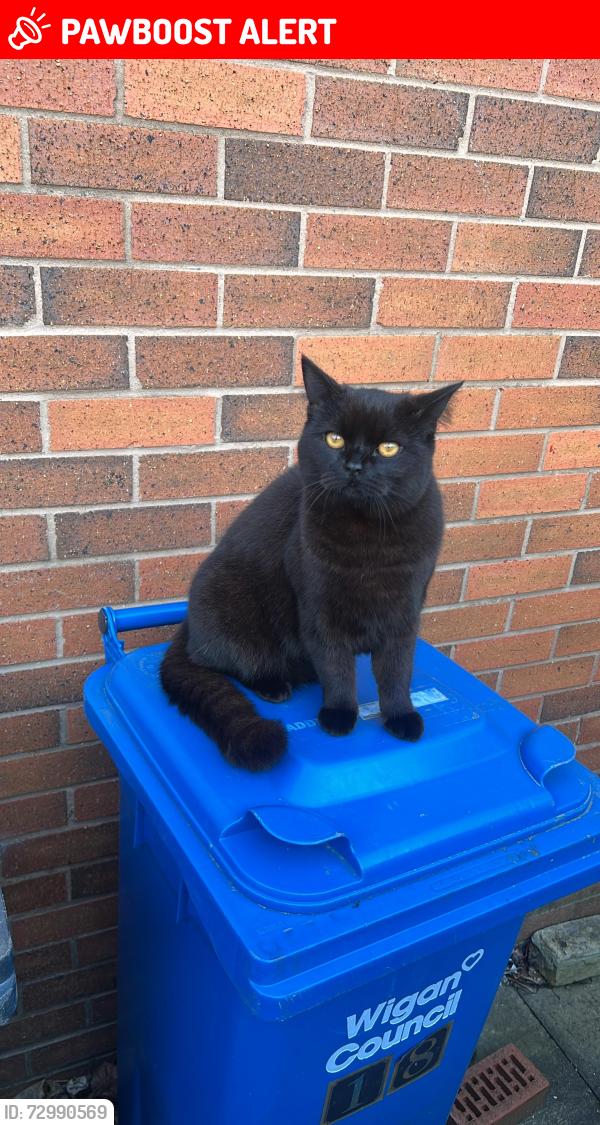 Lost Male Cat last seen Westerdale Close, Tyldesley, Tyldesley, England M29 8SA