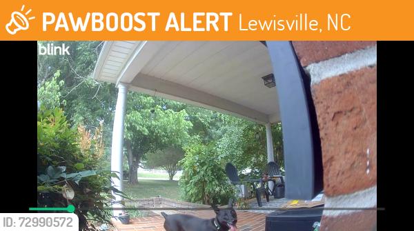 Found/Stray Unknown Dog last seen Near Forsyth country day school, Lewisville, NC 27023
