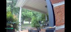 Found/Stray Unknown Dog last seen Near Forsyth country day school, Lewisville, NC 27023