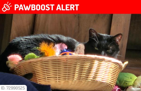 Lost Male Cat last seen Leinster and Connacht, Lemont Township, IL 60439