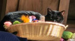 Lost Male Cat last seen Leinster and Connacht, Lemont Township, IL 60439