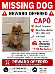 Lost Male Dog last seen Nathan ave and branch rd , Flint, MI 48506