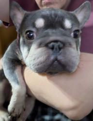 Reunited Female Dog last seen Windy Hill Ln , Fort Worth, TX 76108