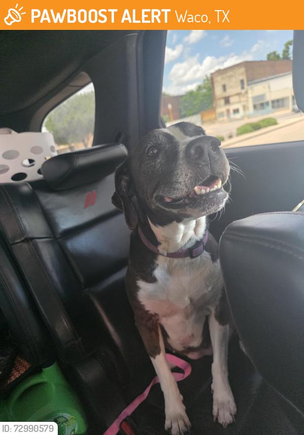 Found/Stray Female Dog last seen 5th st, Waco, TX 76707
