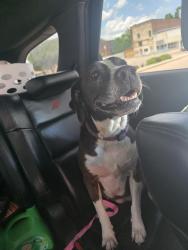 Found/Stray Female Dog last seen 5th st, Waco, TX 76707