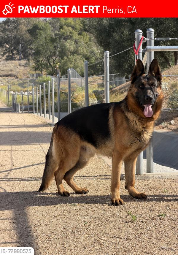 Lost Male Dog last seen Markham St & Alexander St, Perris, CA 92570