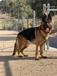 Lost Male Dog last seen Markham St & Alexander St, Perris, CA 92570