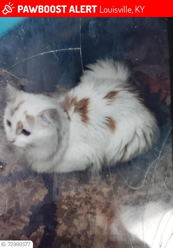 Lost Male Cat last seen Clara Street , Louisville, KY 40215